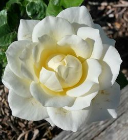 Close-up of white rose blooming outdoors