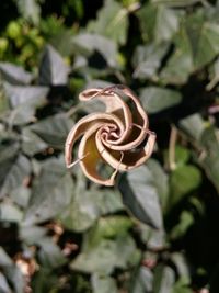 Close-up of rose blooming outdoors