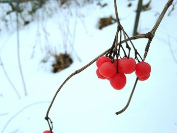 Low angle view of red berries on tree