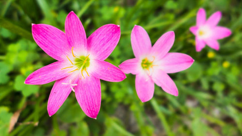 Close-up of pink flowering plant
