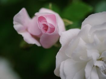 Close-up of pink rose flower
