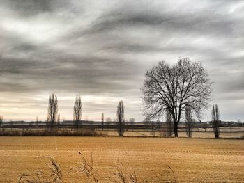 Bare trees on field against sky