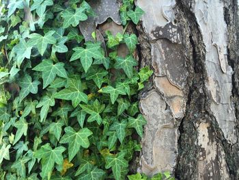 Full frame shot of tree trunk