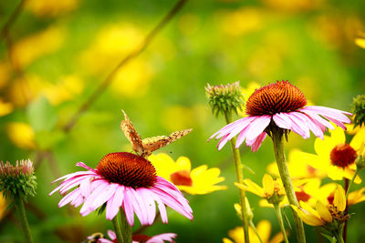 Close-up of purple coneflower blooming outdoors