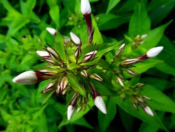 Close-up of white flowers