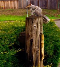 View of squirrel on wooden fence