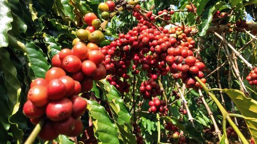 Close-up of cherries growing on tree