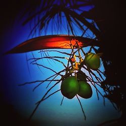 Low angle view of leaves