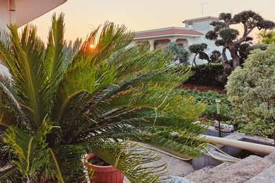 Palm trees and plants against sky