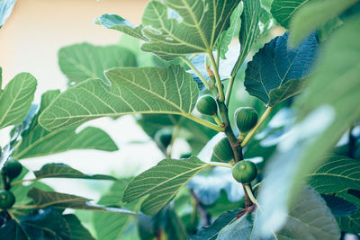 Figs growing in yard