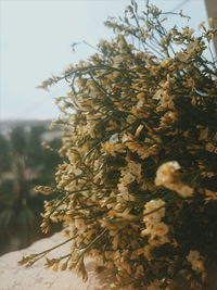 Close-up of plant against sky