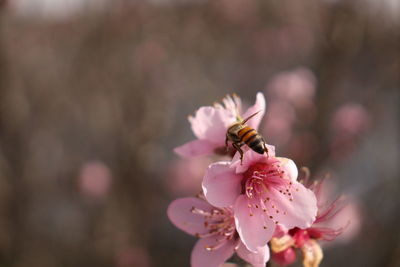 Close-up of bee pollinating on pink flower
