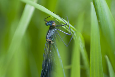 Close-up of damselfly on leaf