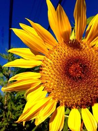 Close-up of sunflower