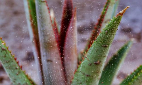 Close-up of wet spider web on plant
