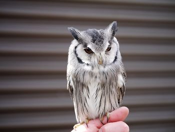 Close-up of hand holding  small owl