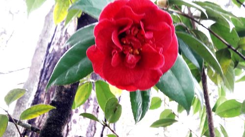 Close-up of red flower blooming outdoors