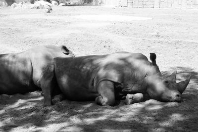 Side view of horse lying on field