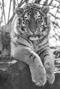 Close-up of tiger against trees