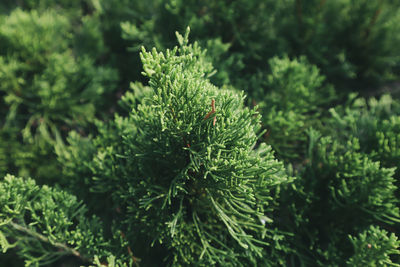 Close-up of pine tree