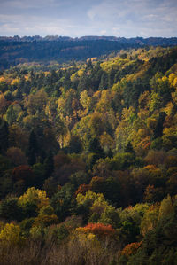 High angle view of trees in forest against sky