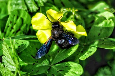 Close-up of bee on yellow flower