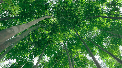 Low angle view of bamboo trees in forest