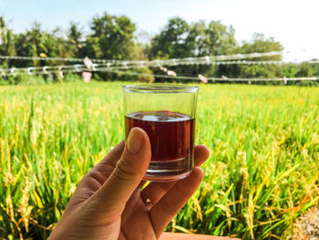 Hand in frame  holding tea sample in rice field