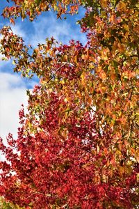 Low angle view of flowering tree against sky