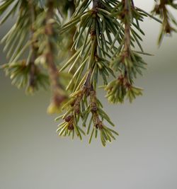 Close-up of pine tree branch