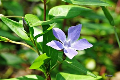 Close-up of purple flowering plant