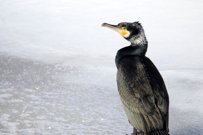 Close-up of a bird