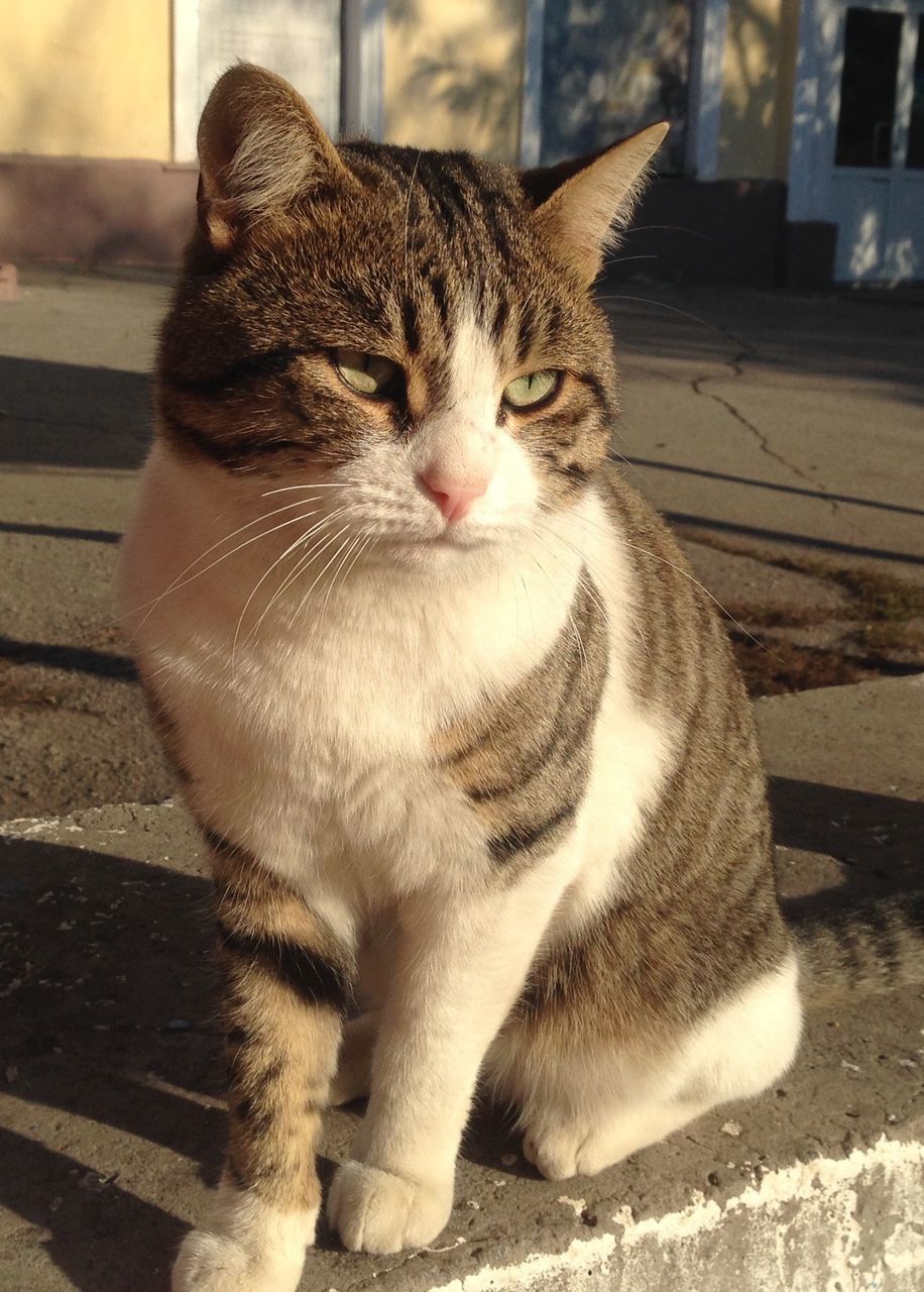 one animal, domestic cat, animal themes, domestic animals, mammal, pets, feline, cat, portrait, whisker, no people, indoors, close-up, day