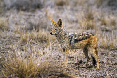 Jackal standing on land