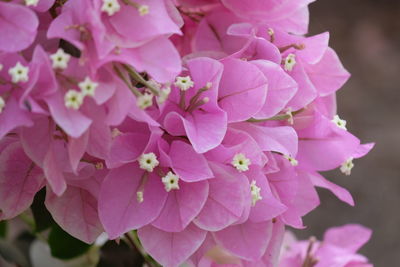 Close-up of pink cherry blossoms