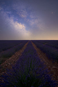 Starry night in the lavender fields