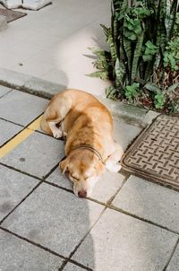 Close-up of dog