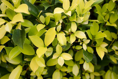 Close-up of green leaves