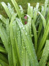 Close-up of water drops on leaf