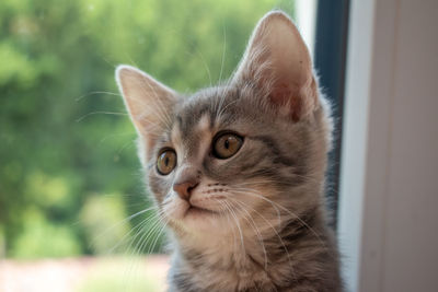 Close-up portrait of a cat looking away