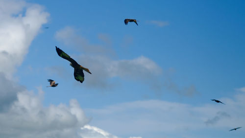 Low angle view of seagulls flying in sky