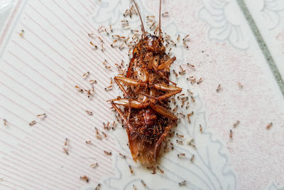 High angle view of insect on table