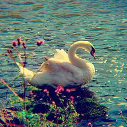 Birds swimming in lake