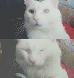 domestic cat