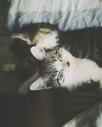 Close-up of cat on bed