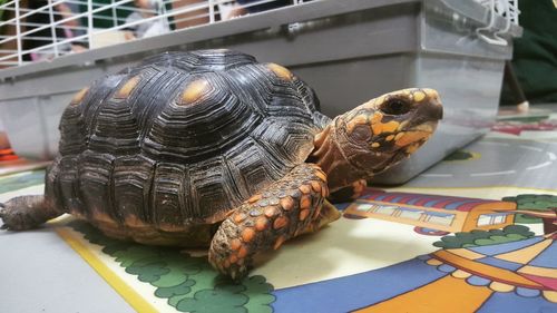 Close-up of turtle on table