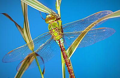 Close-up of insect against clear blue sky