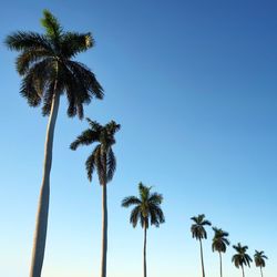 Low angle view of palm trees against clear sky