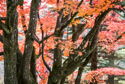 Close-up of autumn tree