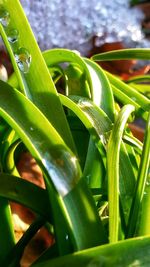 Close-up of green leaves